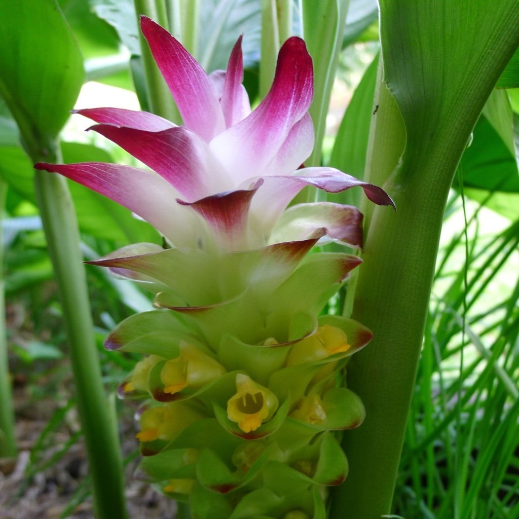 Highly Beneficial Black Turmeric (Kali Haldi) Plant for Home & terrace gardening 200g