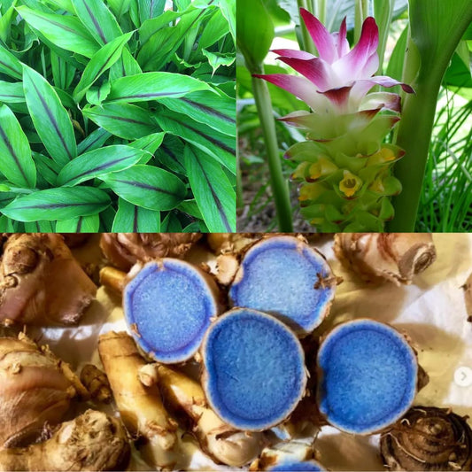 Highly Beneficial Black Turmeric (Kali Haldi) Plant for Home & terrace gardening 200g