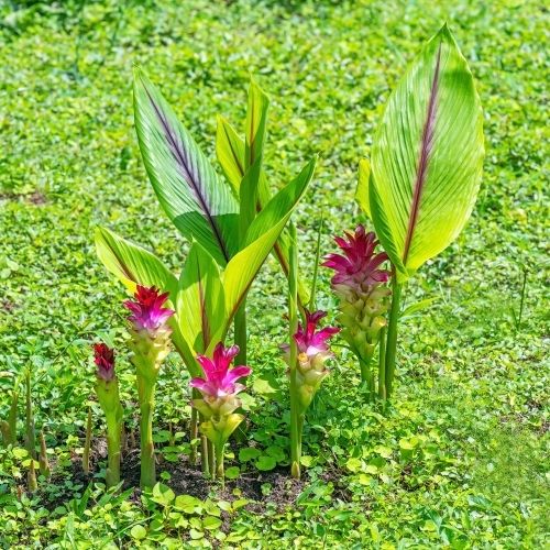 Highly Beneficial Black Turmeric (Kali Haldi) Plant for Home & terrace gardening 200g
