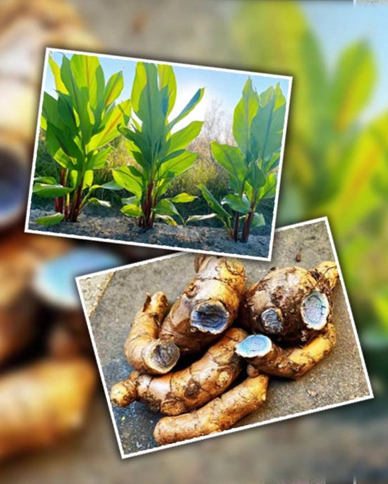Highly Beneficial Black Turmeric (Kali Haldi) Plant for Home & terrace gardening 200g